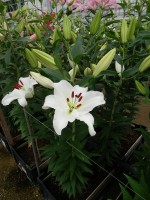 [5385 Signum VZ No01.JPG]